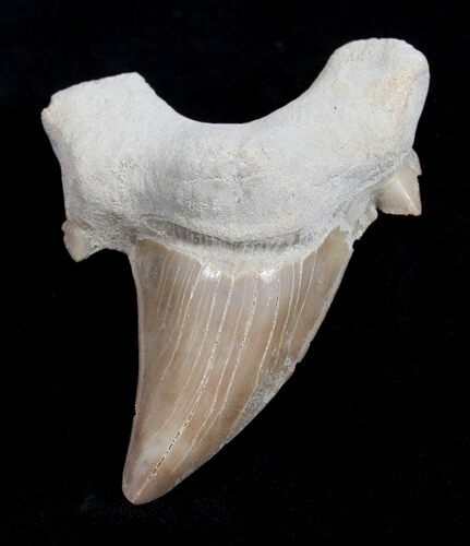 Inch Otodus Fossil Shark Tooth #1734